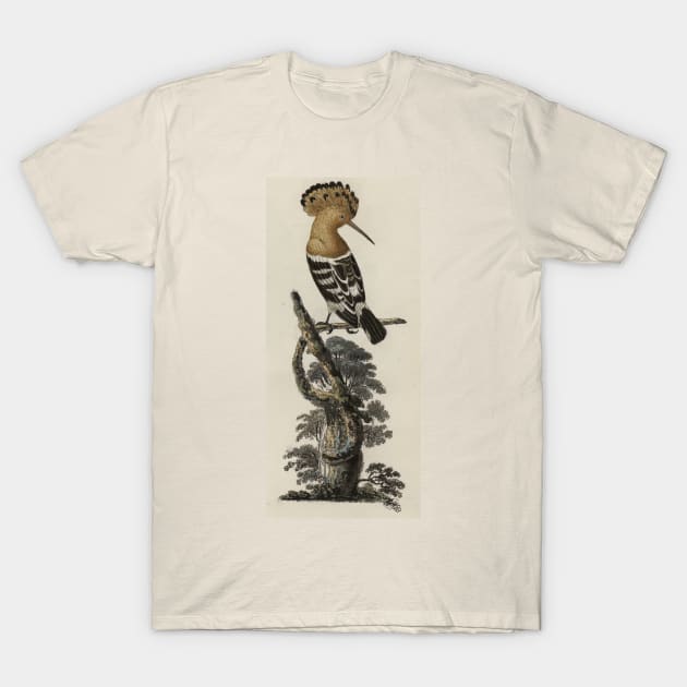 Hoopoe bird T-Shirt by High Class Arts